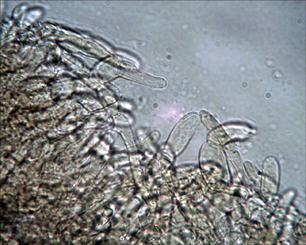 Xerocomus da determinare